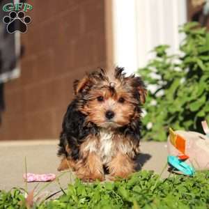 Bella, Yorkie Puppy